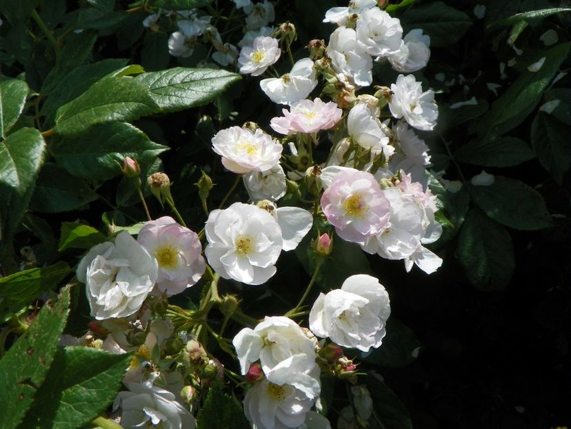 Dentelle de Malines - Trandafiri 2019 3