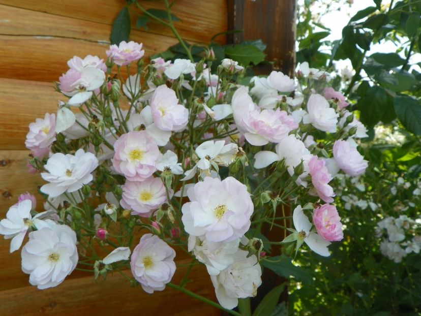 Dentelle de Malines - Trandafiri 2019 3