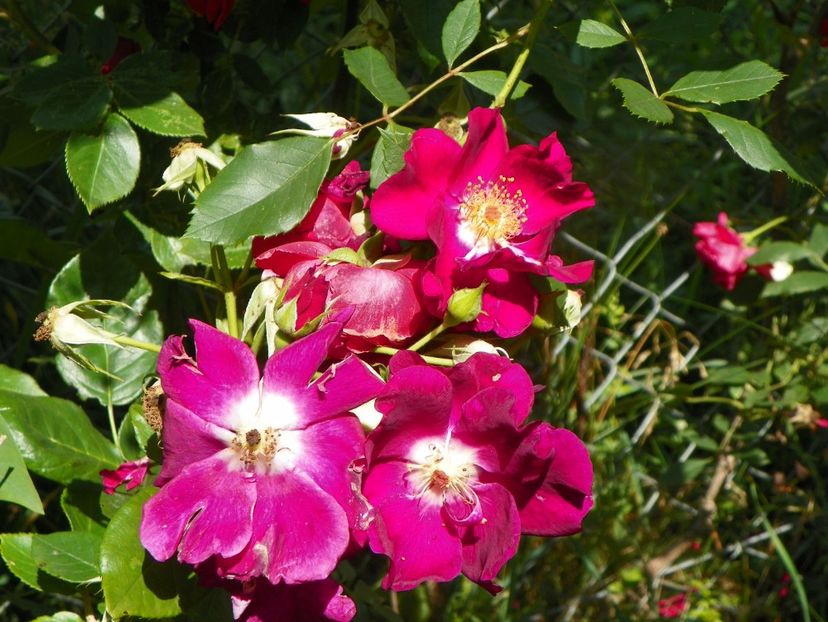 Night Owl - Trandafiri 2019 3