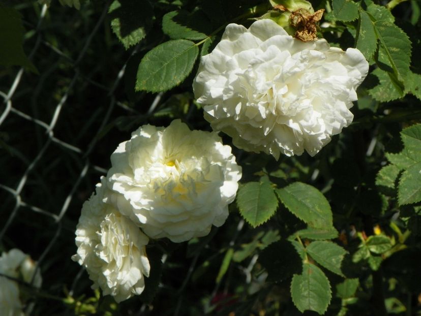 Mme. Plantier - Trandafiri 2019 3