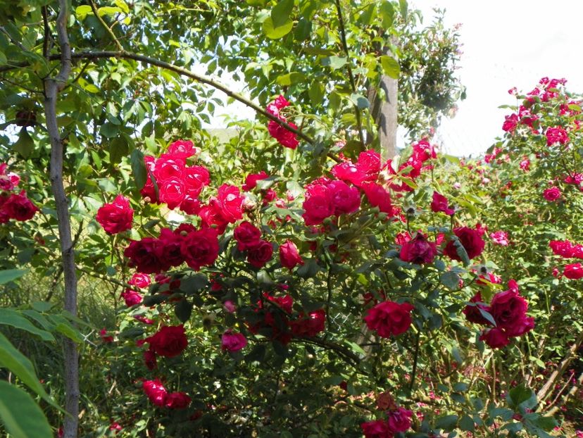 Blaze Superior - Trandafiri 2019 3