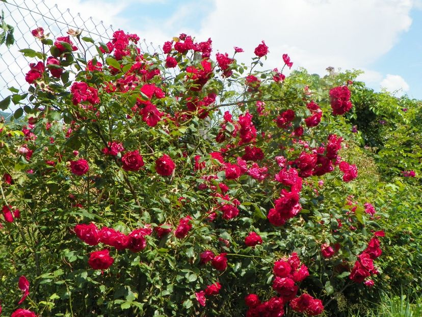 Blaze Superior - Trandafiri 2019 3