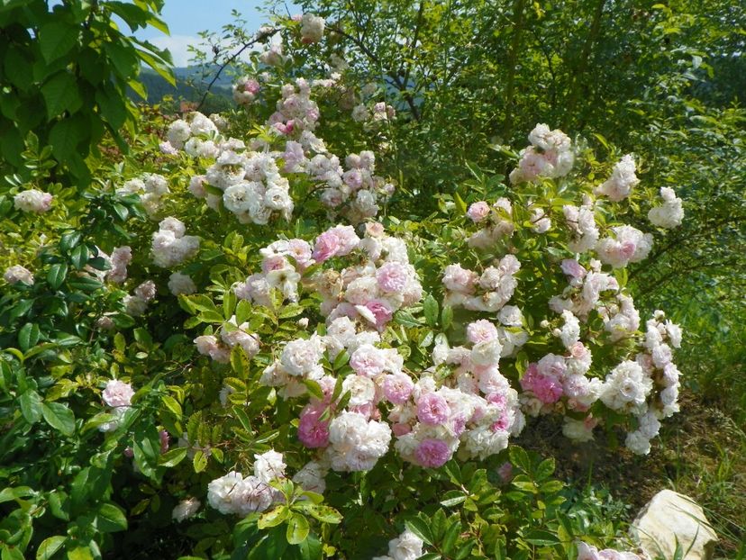 Pink Ghislaine de Feligonde - Trandafiri 2019 3