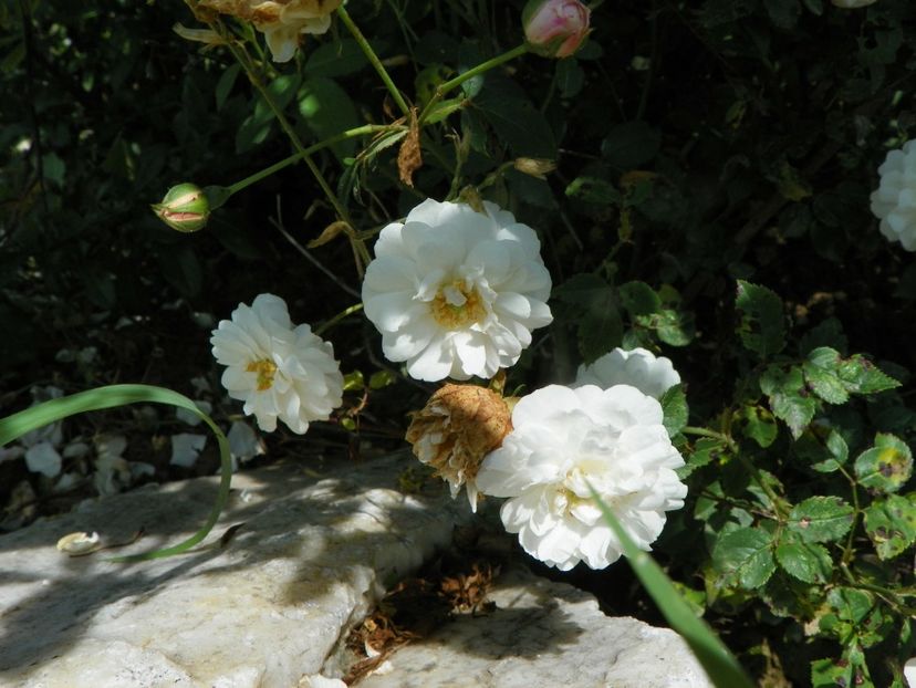 Little White Pet - Trandafiri 2019 3