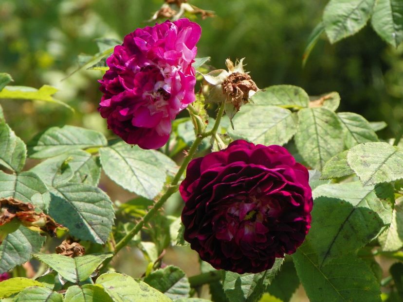 Orpheline de Juillet - Trandafiri 2019 3