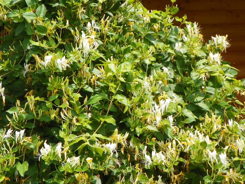 lonicera japonica - Dobarland 2019 3