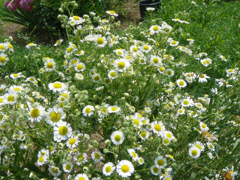 25 iun (70) - Dobarland 2019 3