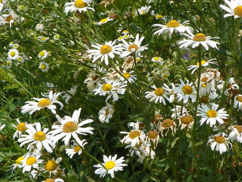 25 iun (71) - Dobarland 2019 3