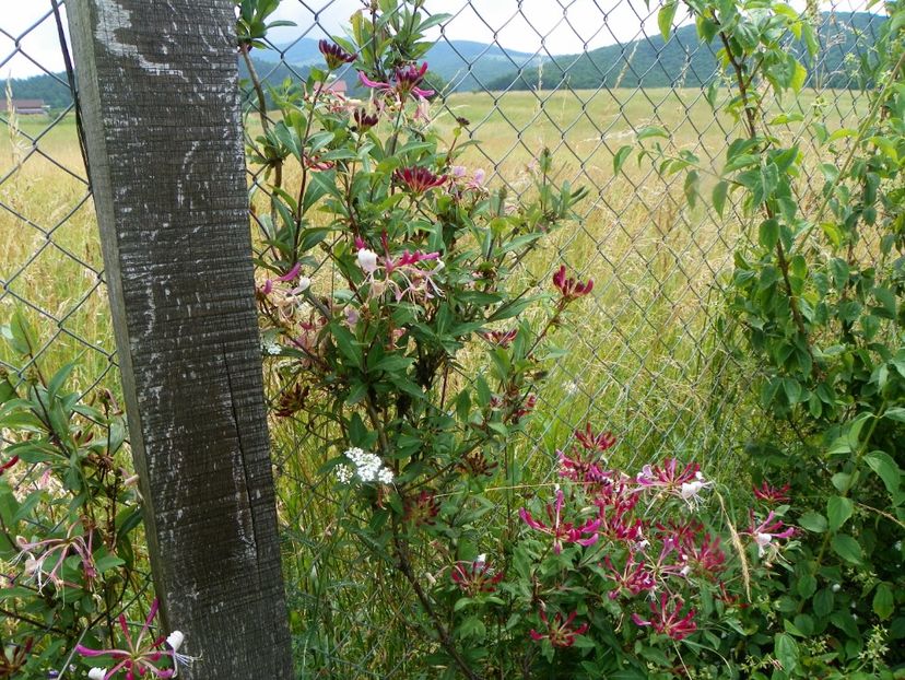 lonicera Serotina - Dobarland 2019 3