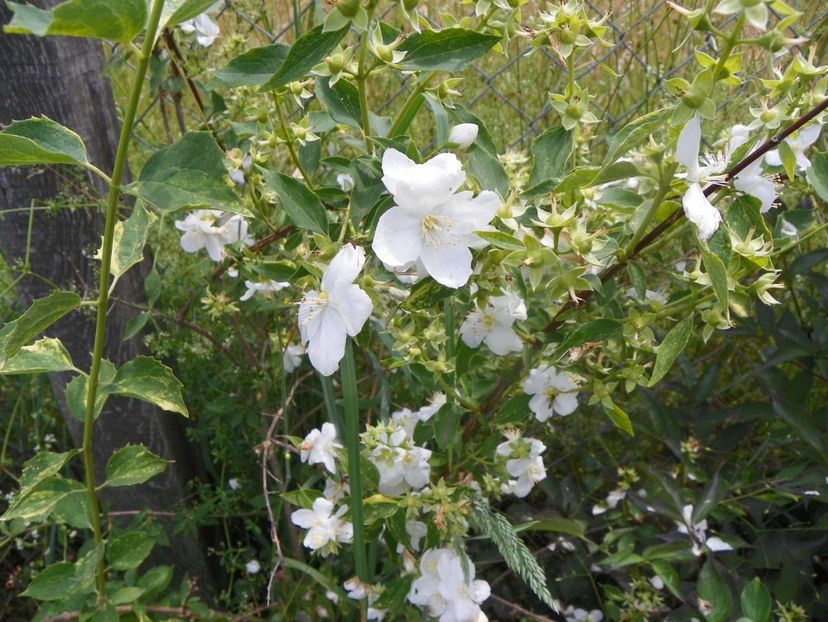 philadelphus Innocence - Dobarland 2019 3