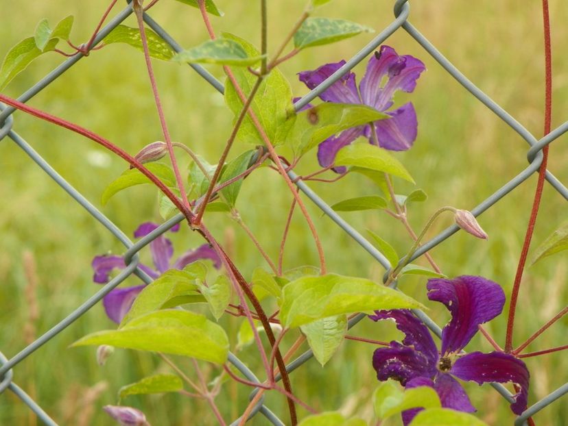 clematis Etoile Violette - Dobarland 2019 3