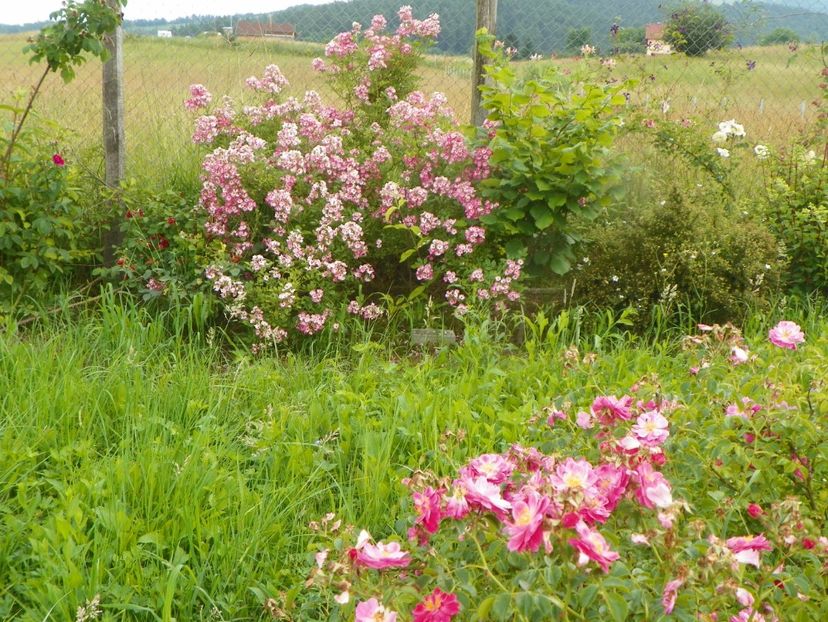 Mozart - Dobarland 2019 3