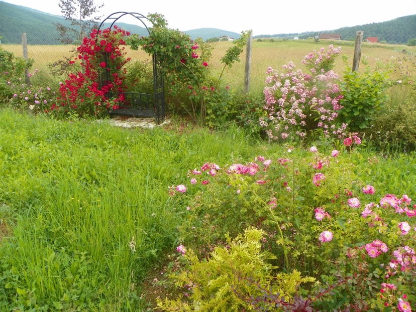 Vif Eclat si Mozart - Dobarland 2019 3