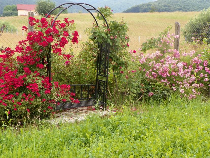 Vif Eclat si Mozart - Dobarland 2019 3