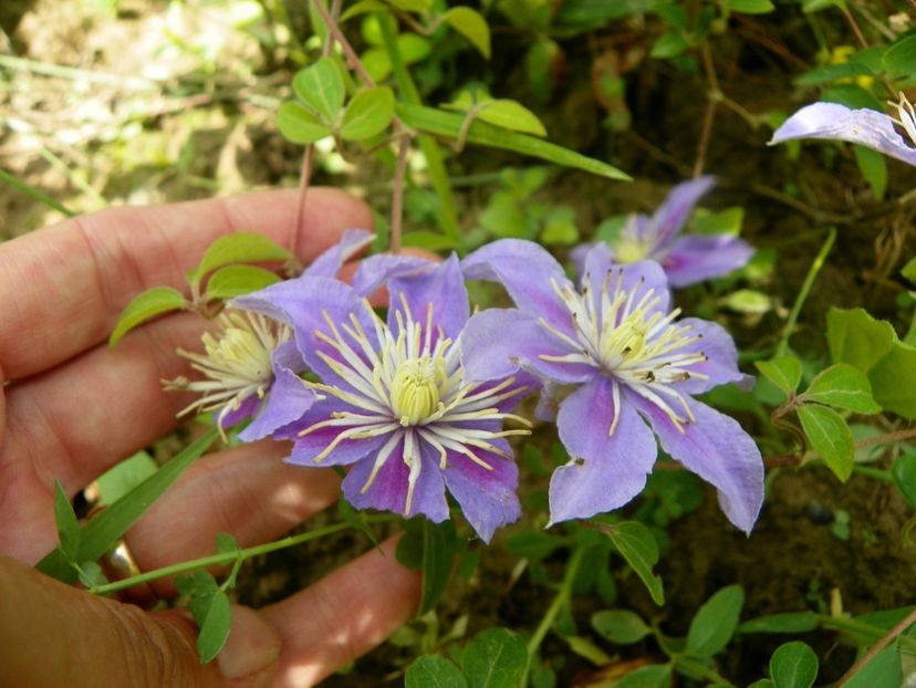 clematis Blue Light? - Dobarland 2019 3
