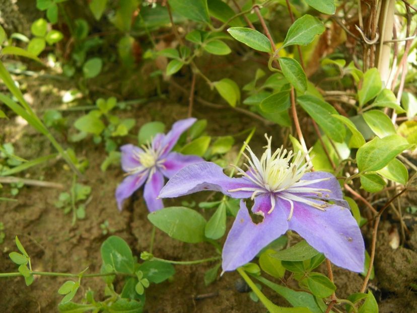 clematis Blue Light? - Dobarland 2019 3