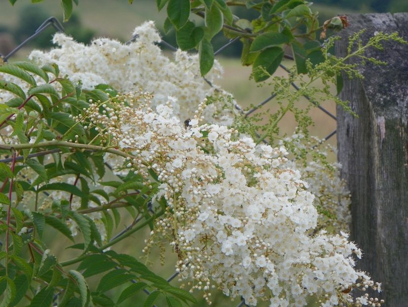 sorbaria tomentosa - Dobarland 2019 3