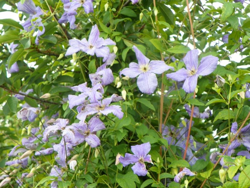clematis Prince Charles - Dobarland 2019 3