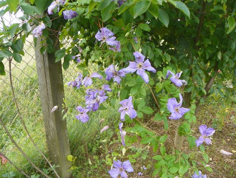 clematis Prince Charles - Dobarland 2019 3