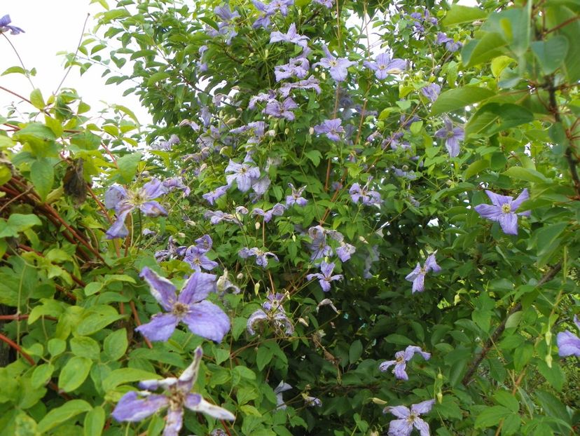 clematis Prince Charles - Dobarland 2019 3