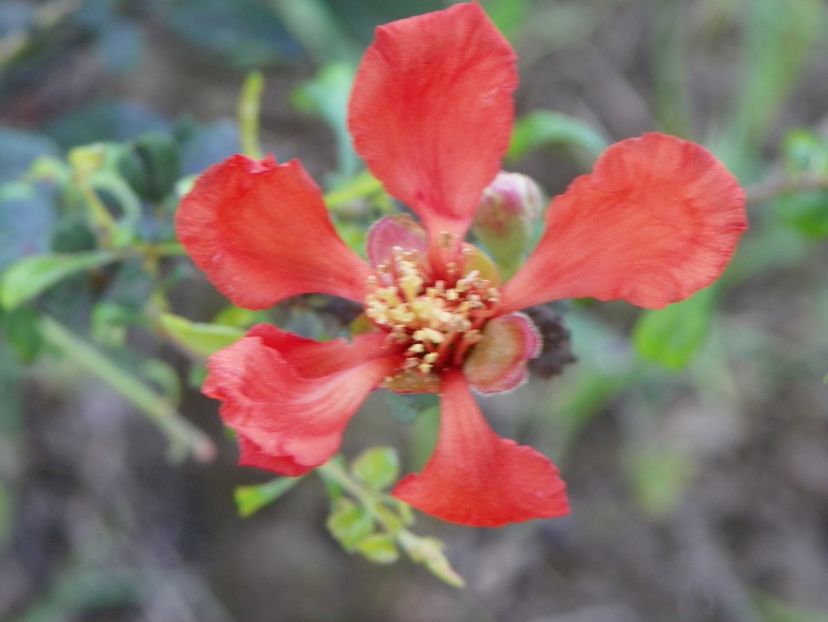 chaenomeles Cido - Dobarland 2019 3
