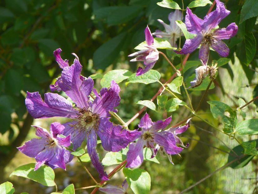 clematis Solina - Dobarland 2019 3