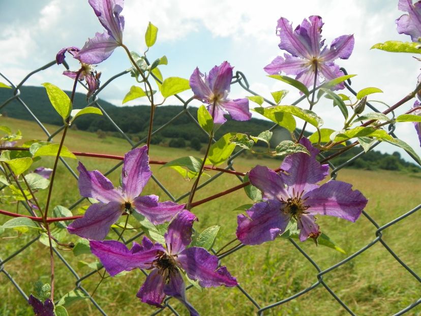clematis Solina - Dobarland 2019 3