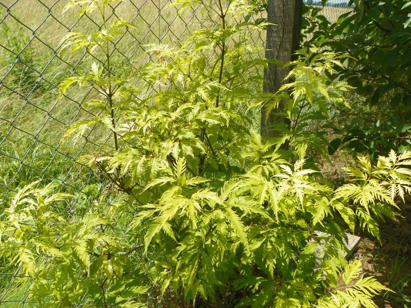 sambucus Sutherlands Gold - Dobarland 2019 3