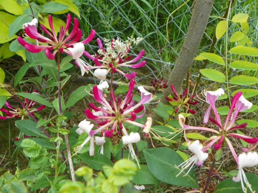 lonicera belgica - Dobarland 2019 3