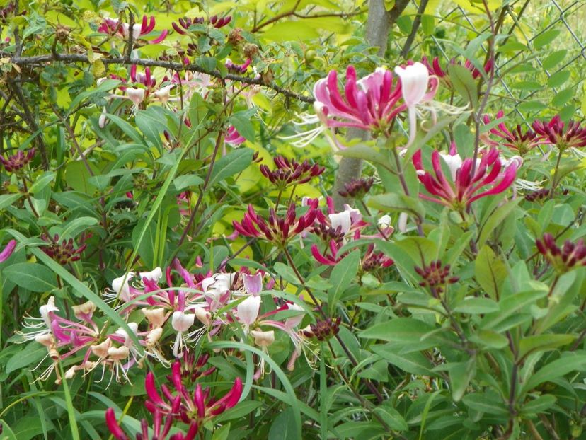 lonicera belgica - Dobarland 2019 3