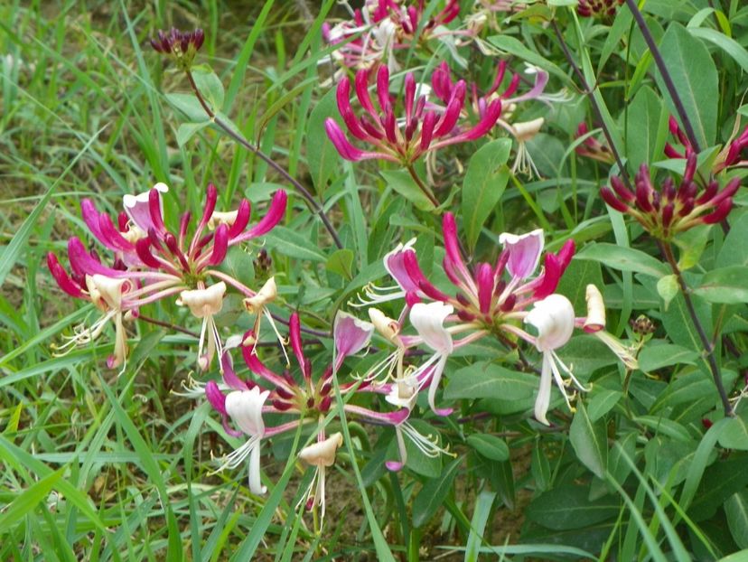 lonicera belgica - Dobarland 2019 3