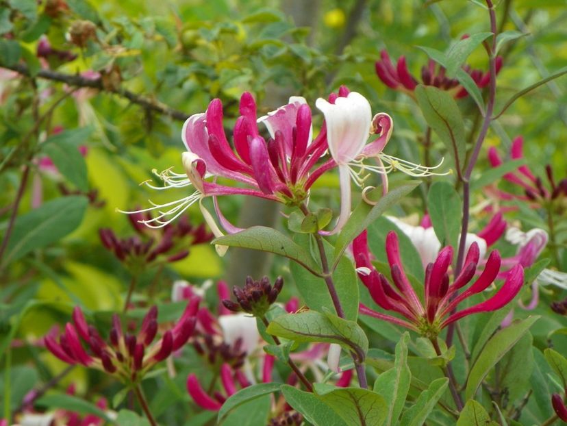 lonicera belgica - Dobarland 2019 3