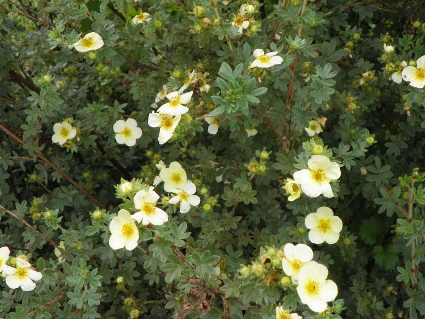 potentilla Primrose Beauty - Dobarland 2019 3