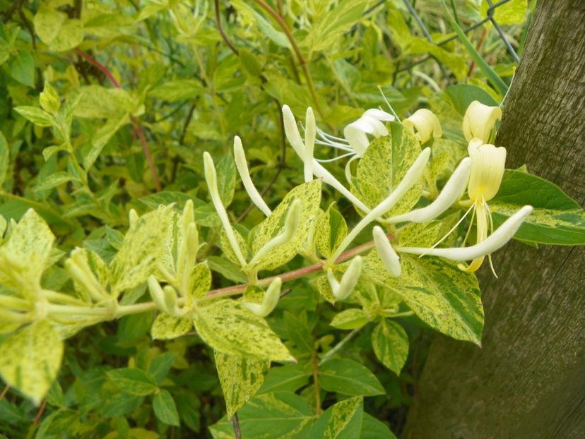 lonicera Mint Crisp - Dobarland 2019 3