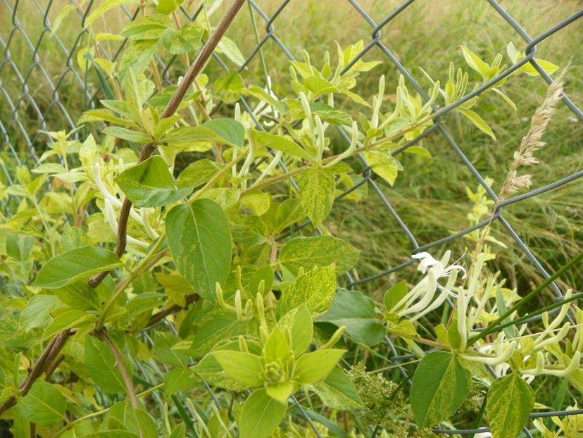 lonicera Mint Crisp - Dobarland 2019 3