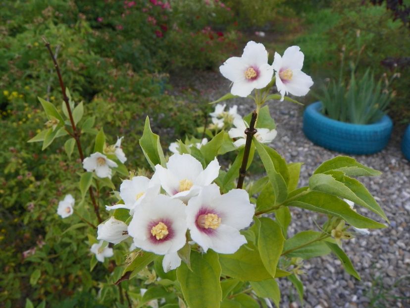 philadelphus Belle Etoile - Dobarland 2019 3