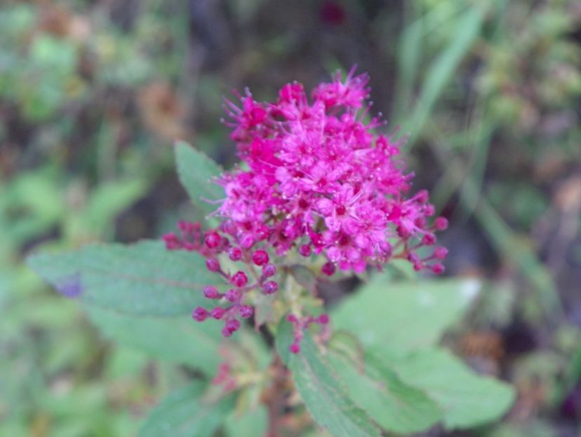 spiraea Dart's Red - Dobarland 2019 3