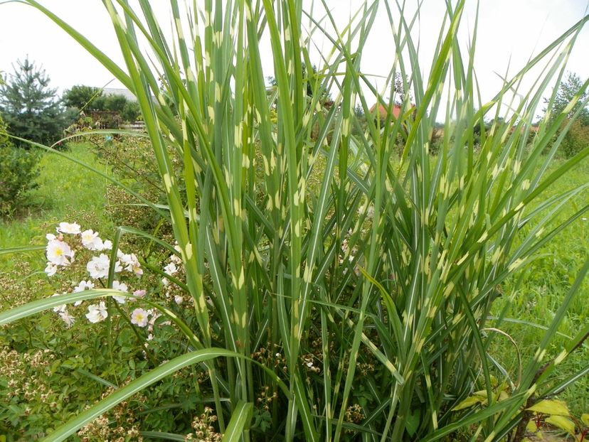 miscanthus Zebrinus - Dobarland 2019 3