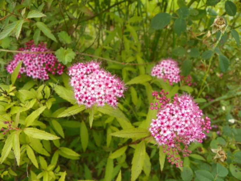spiraea Froebelii - Dobarland 2019 3