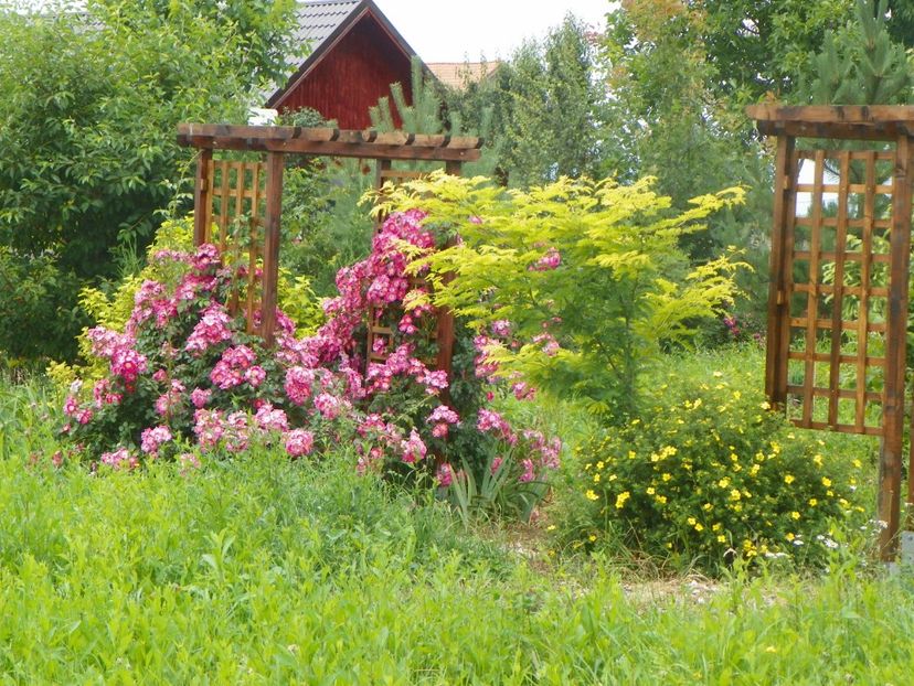 American Pillar - Dobarland 2019 3