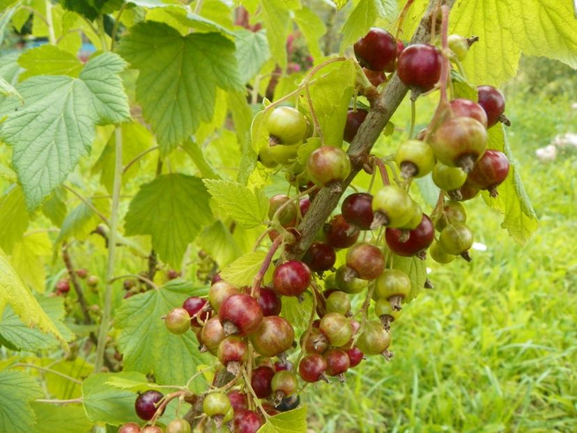 ribes - Dobarland 2019 3