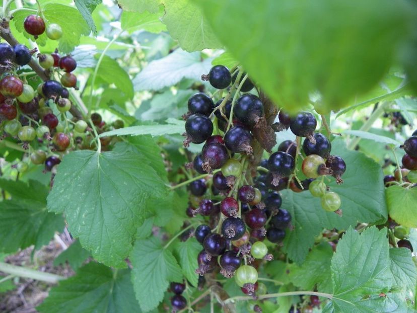 ribes nigrum Ebony - Dobarland 2019 3