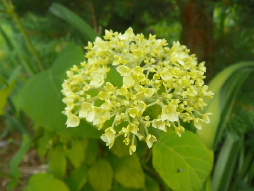 Hydrangea Annabell - Dobarland 2019 3
