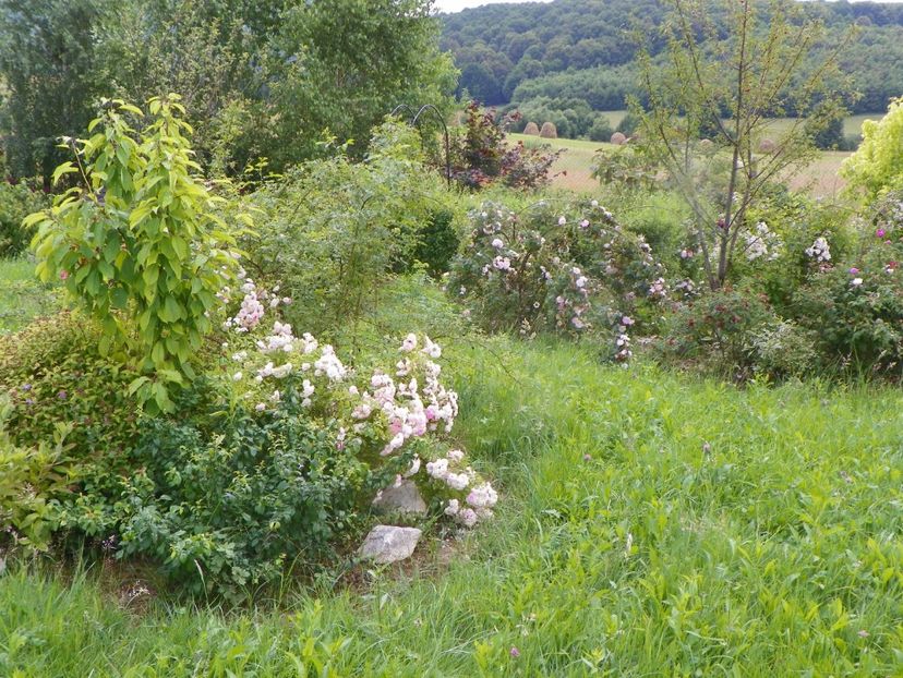 25 iun (329) - Dobarland 2019 3