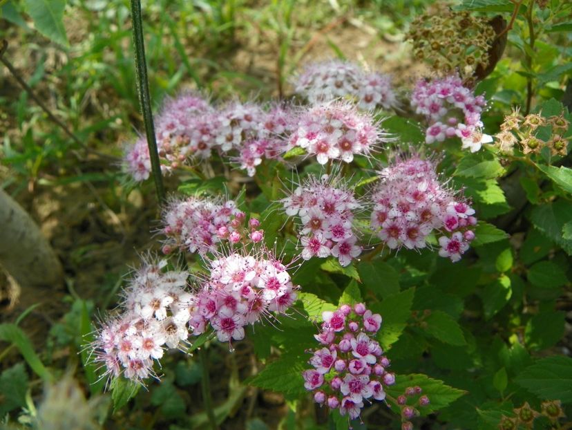 spiraea Little Princess? - Dobarland 2019 3