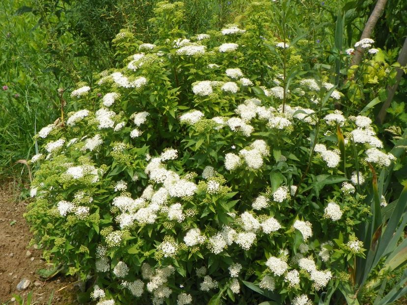 spiraea Albiflora - Dobarland 2019 3