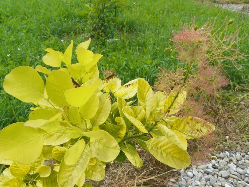 cotinus cogg. Golden Spirit - Dobarland 2019 3