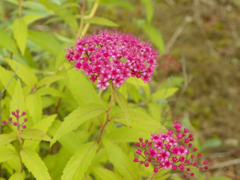 spiraea Anthony Waterer - Dobarland 2019 3