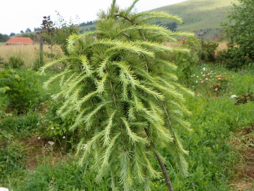 larix decidua Pendula - Dobarland 2019 3