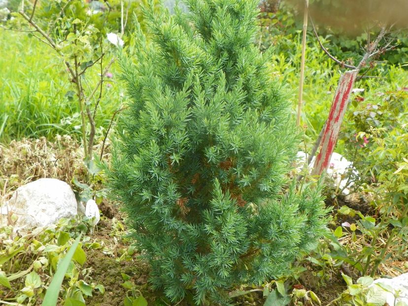 juniperus chinensis Stricta - Dobarland 2019 3